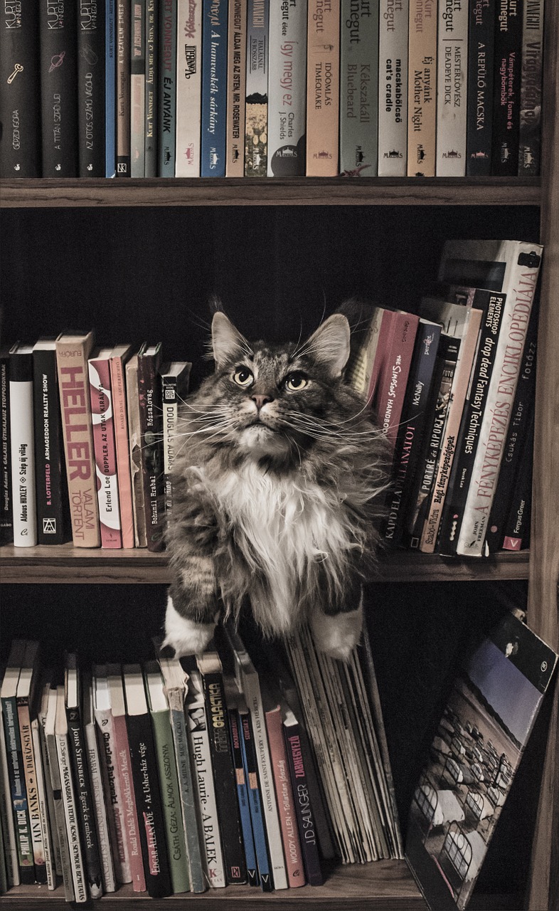 maine coon cat bookshelf free photo