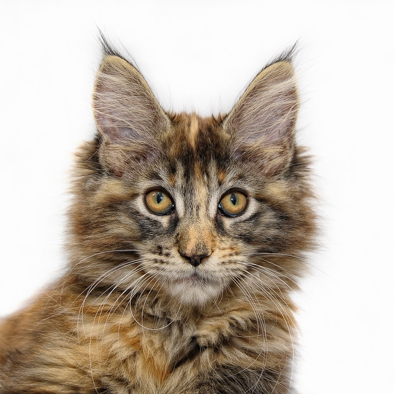 maine coon cat young cat free photo