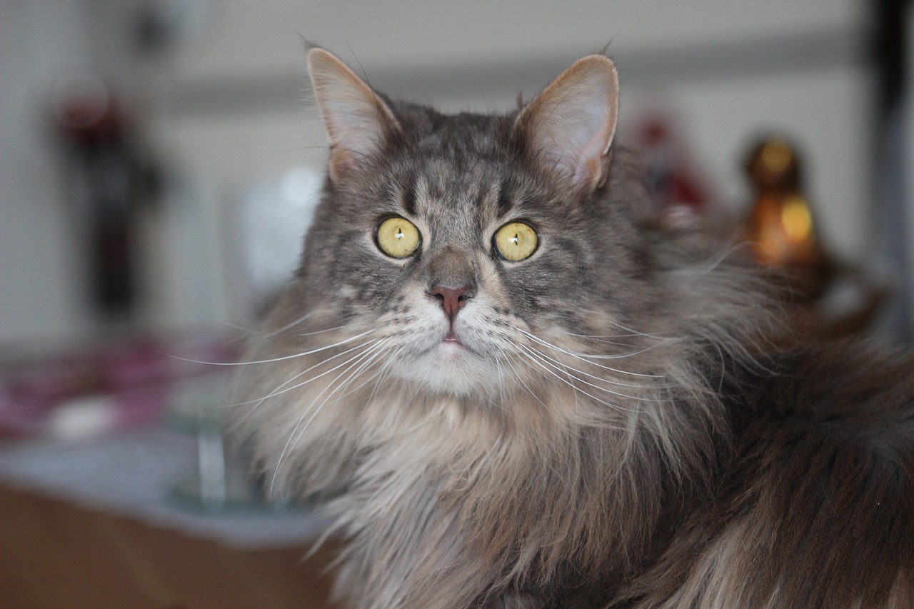 maine coon cat breed cat free photo