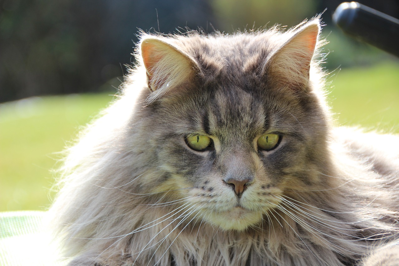 maine coon breed cat cat free photo