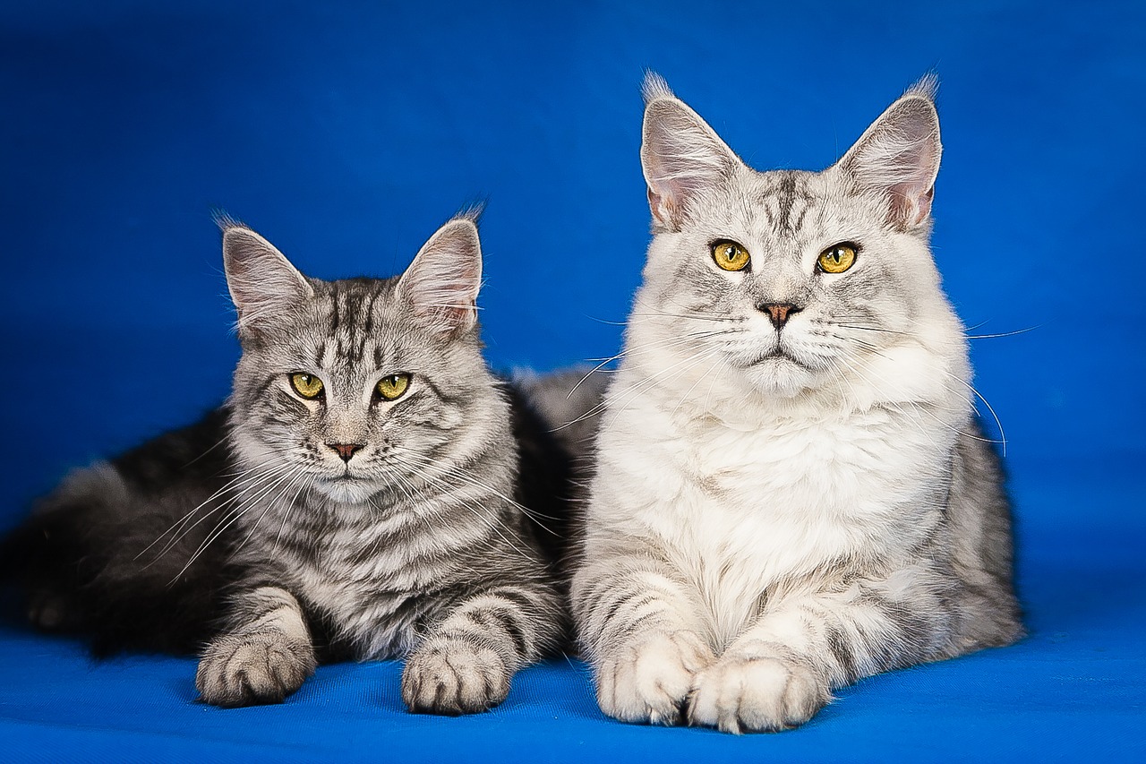 maine coon kittens cute free photo
