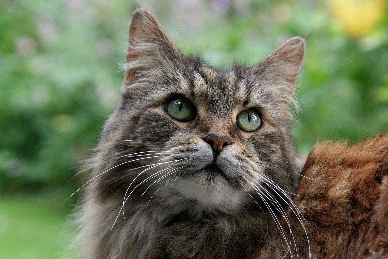 maine coon  cat  animal portrait free photo