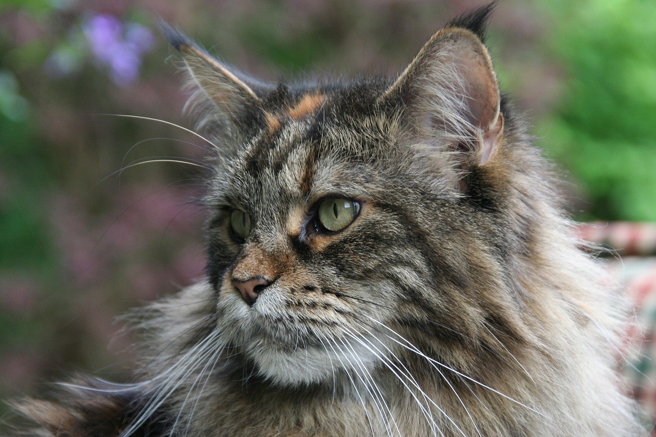 maine coon  cat  forest cat free photo