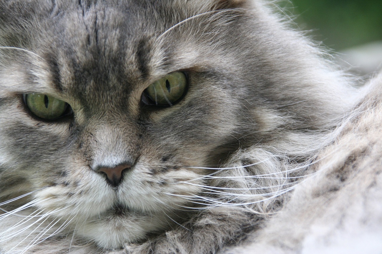 maine coon  cat  cat face free photo