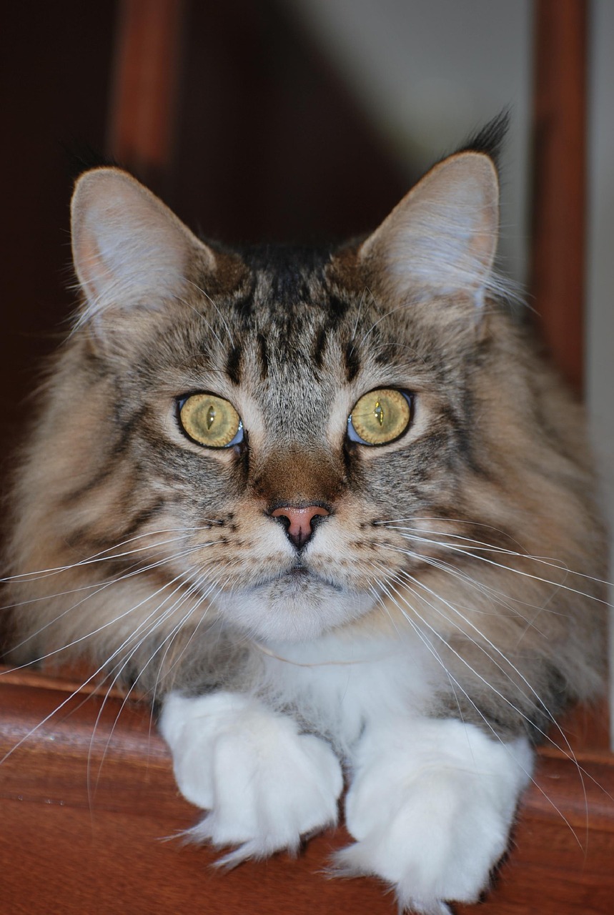 maine coon  mainecoon  cat free photo