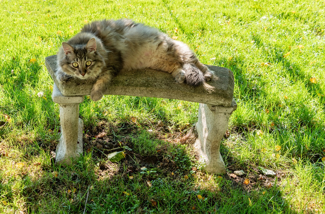 maine coon  cat  pet free photo