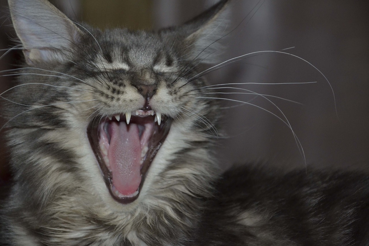 maine coon cat teeth free photo