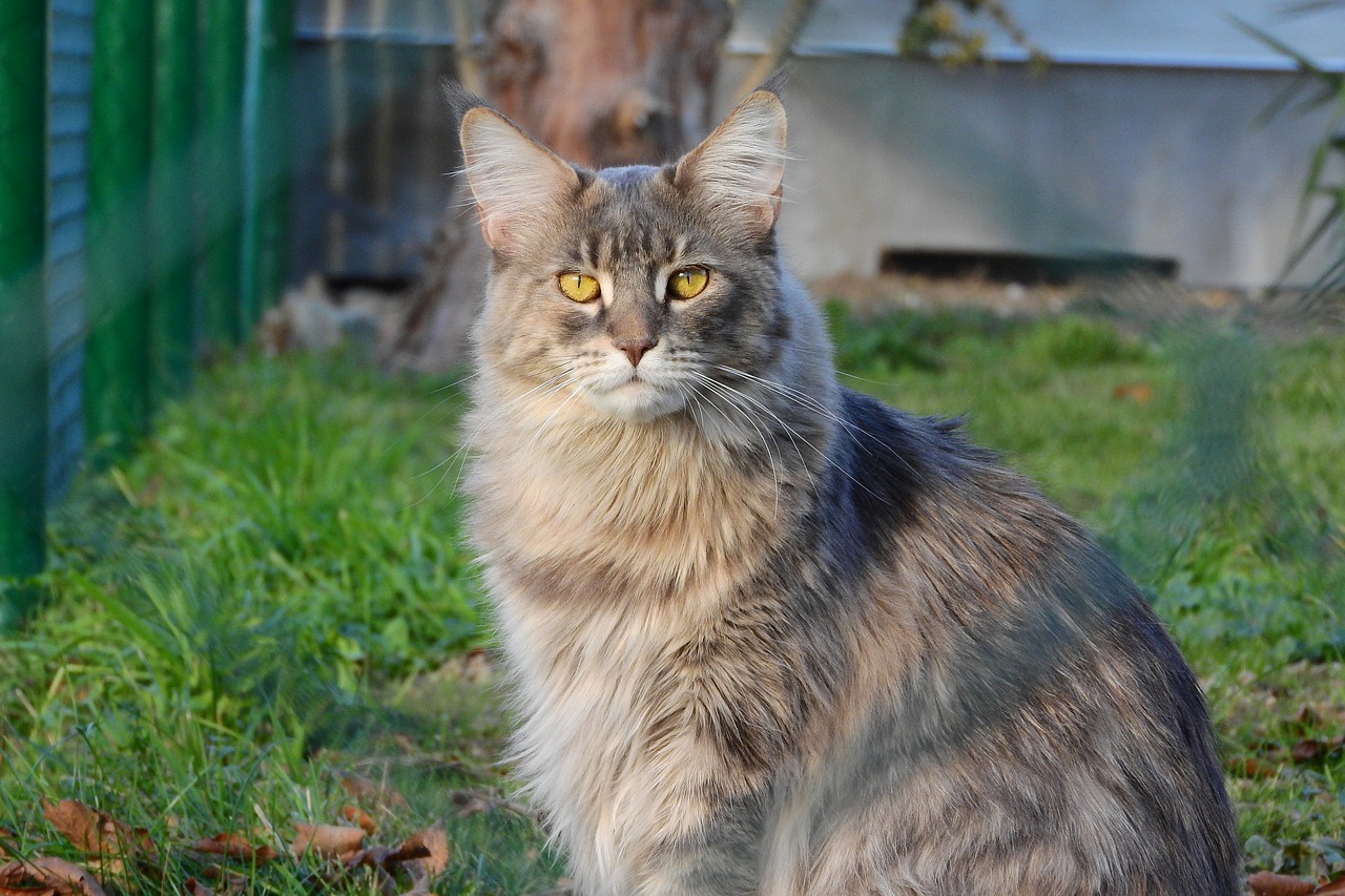 maine coon cat cat yellow eyes free photo