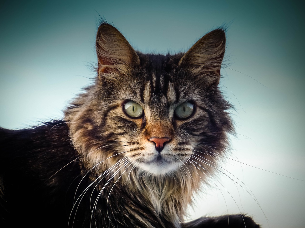 maine coon cat cat eyes free photo
