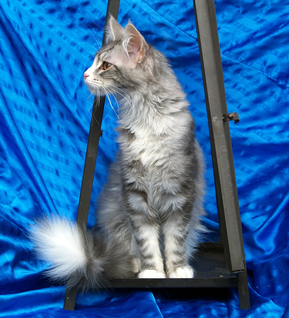 maine coon cat cat grey free photo