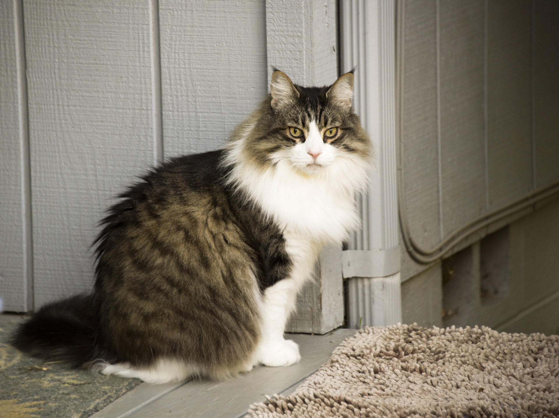 cat maine coon longhair free photo