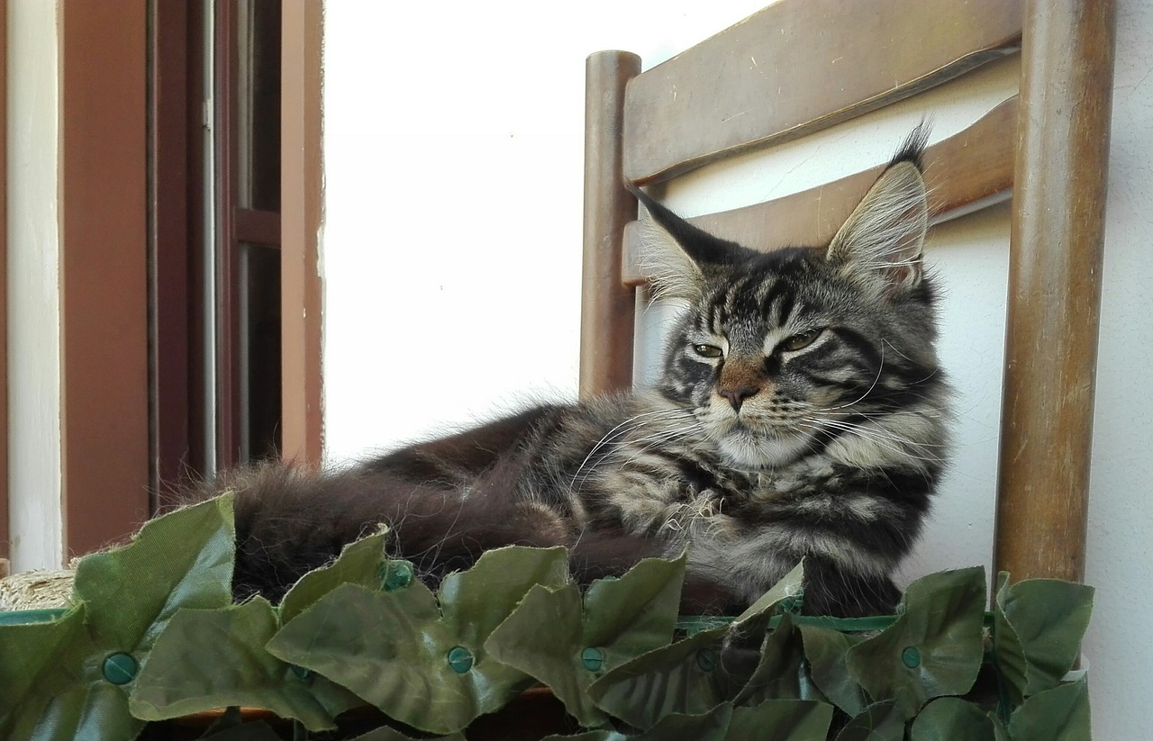 mainecoon sleeping cats cat free photo