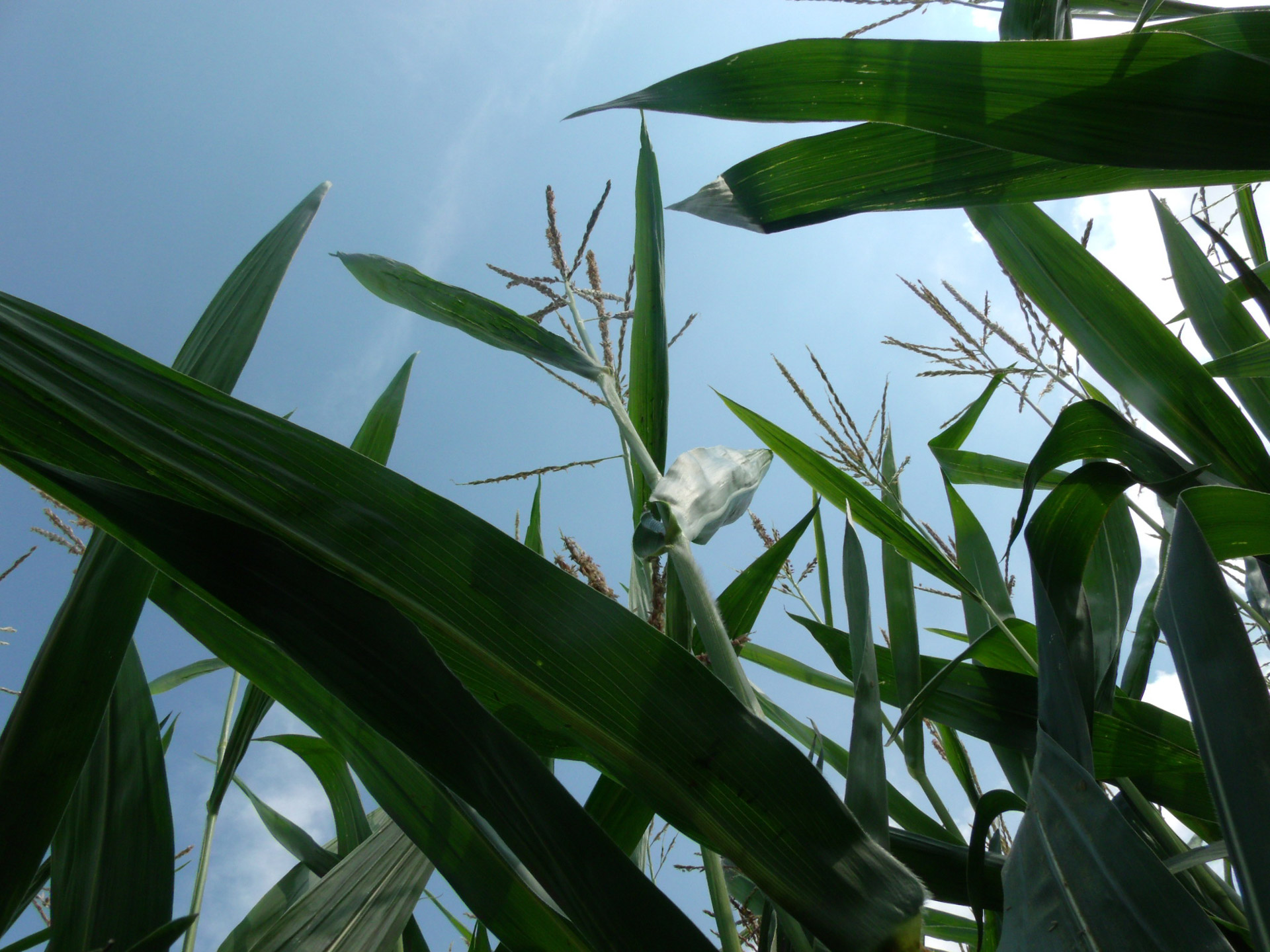 corn sky plants free photo