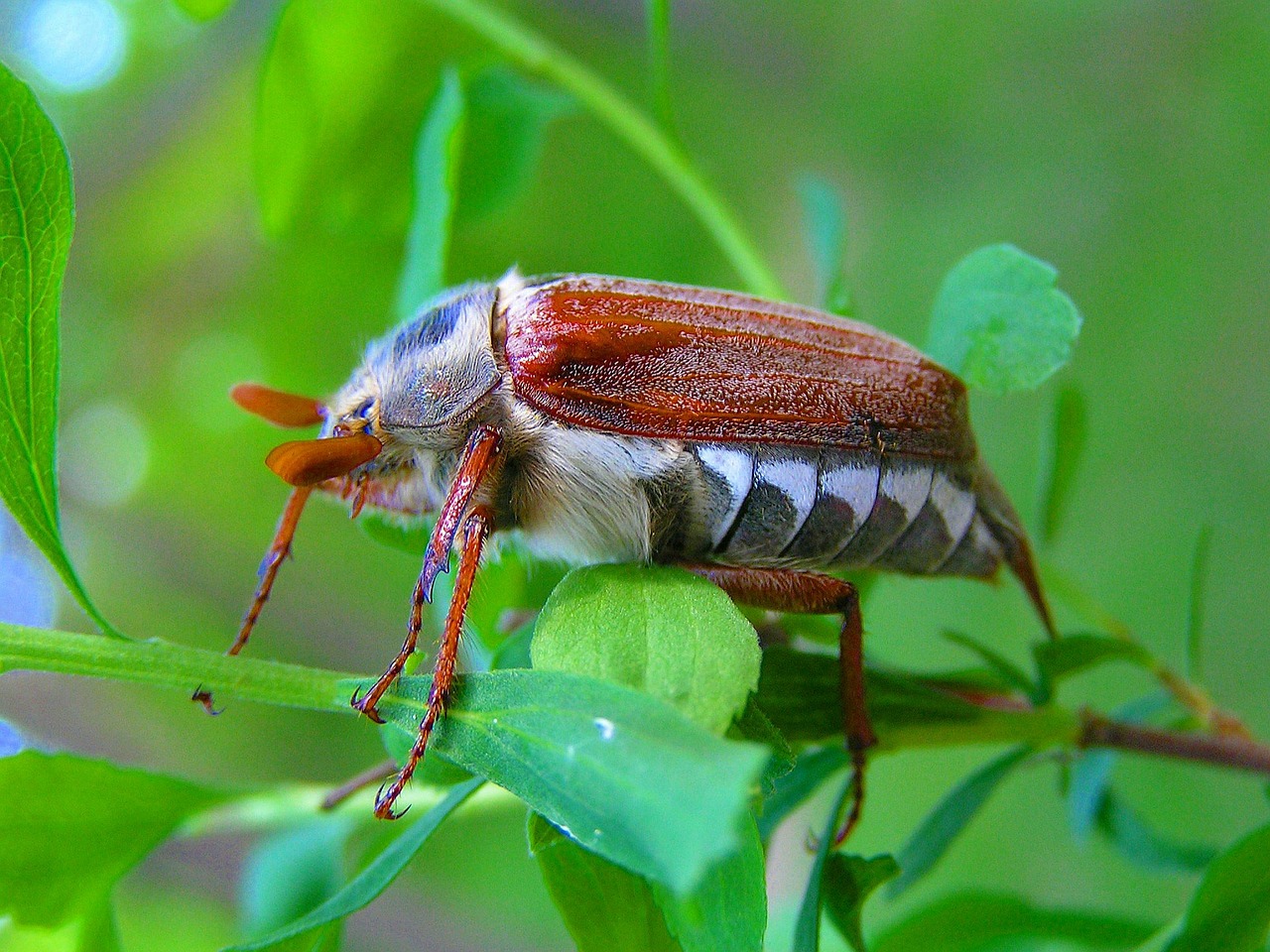 maisky beetle macro photography free photo