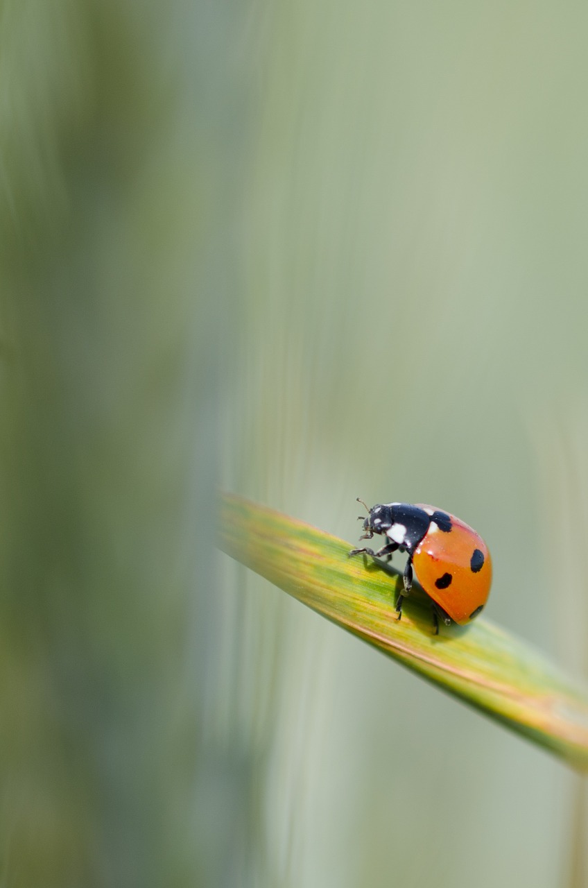 maize ladybug green free photo