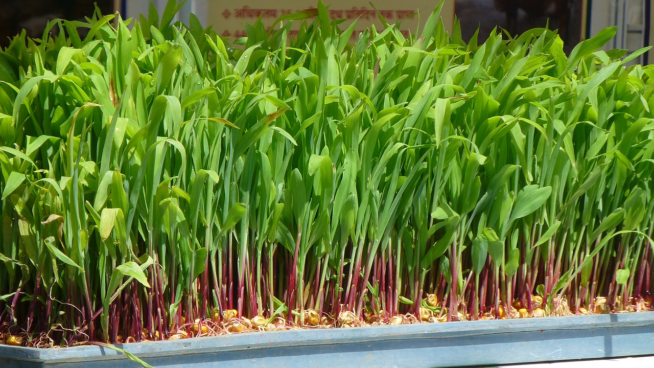 maize sprouts hydroponics free photo