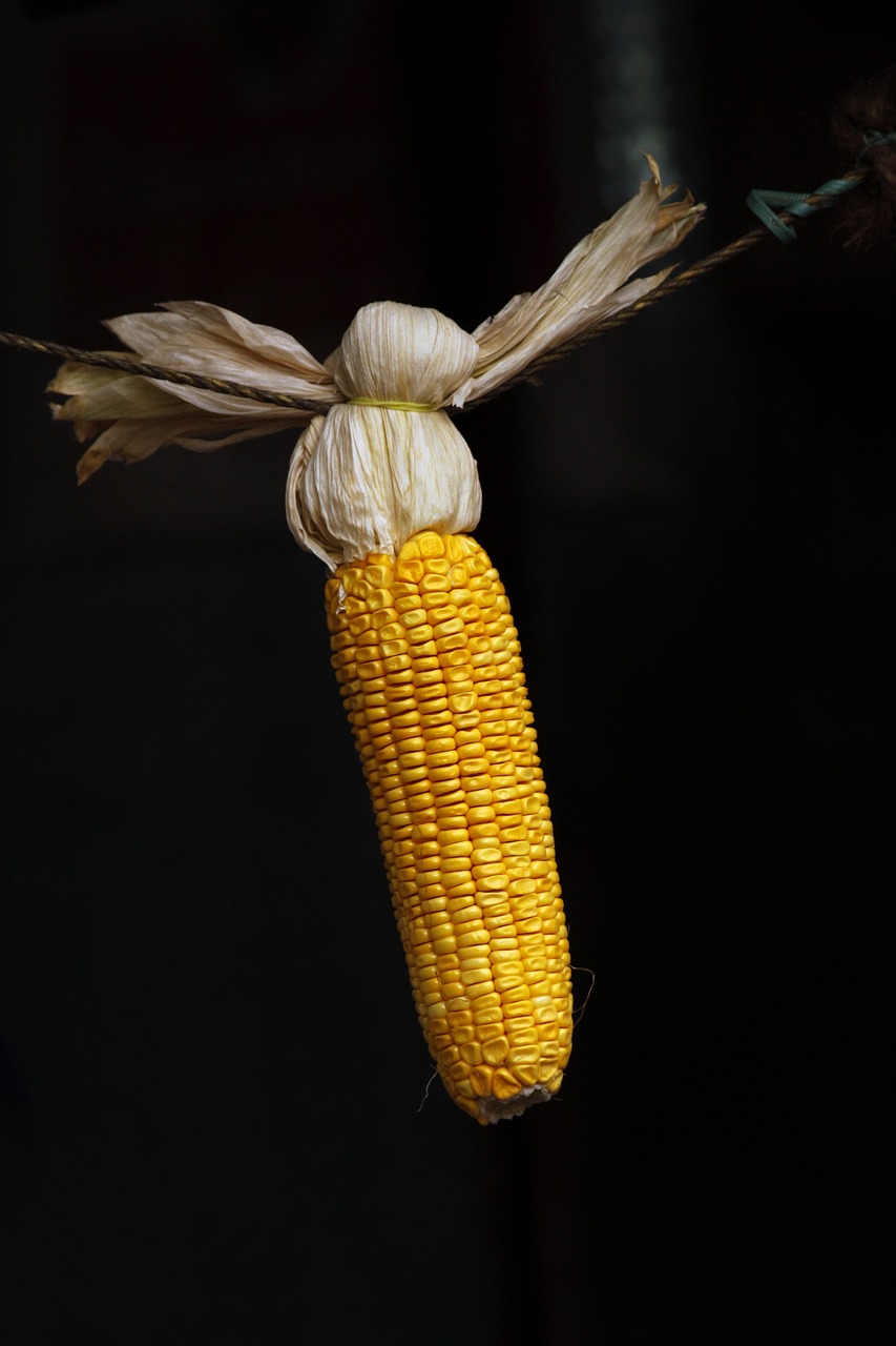 maize grains corn free photo