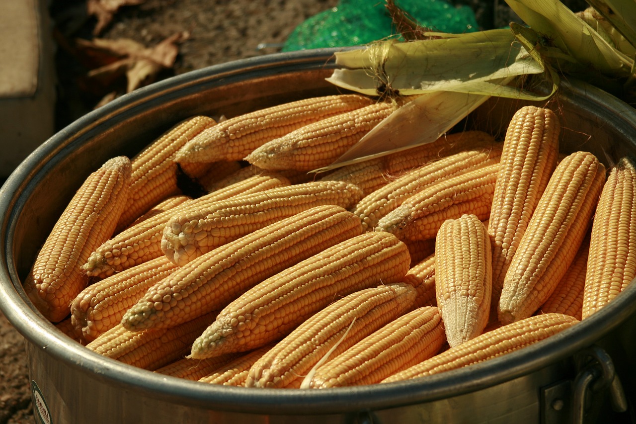 maize nature food free photo