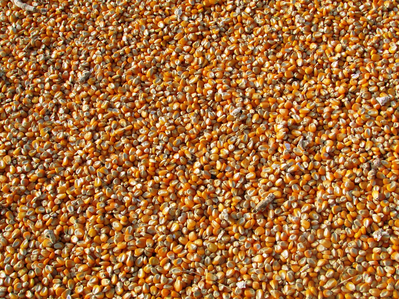 maize corn indian corn free photo