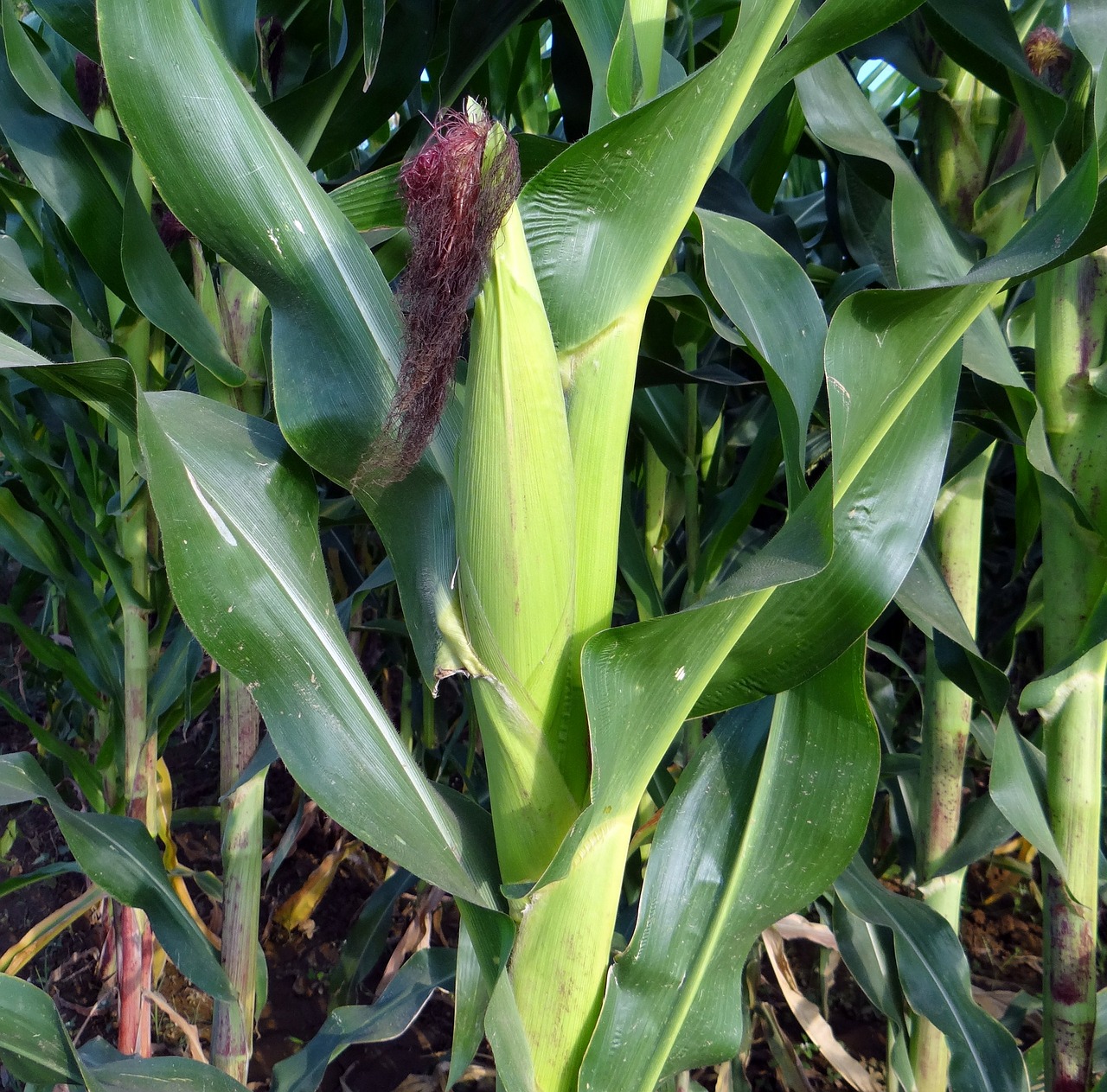 maize crop corn free photo