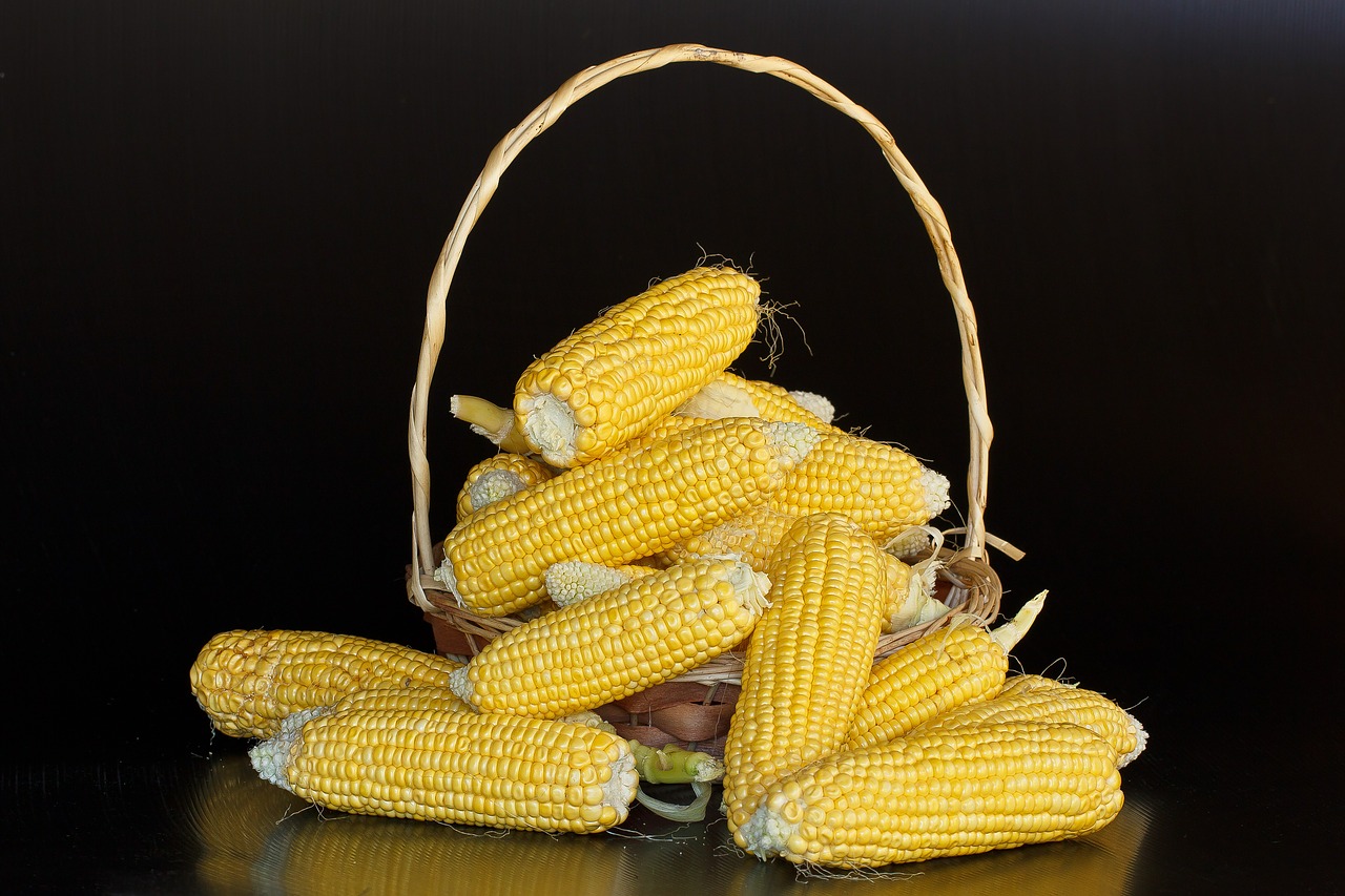 maize mealies corn free photo