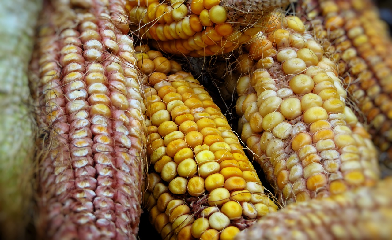 maize  corn  food free photo