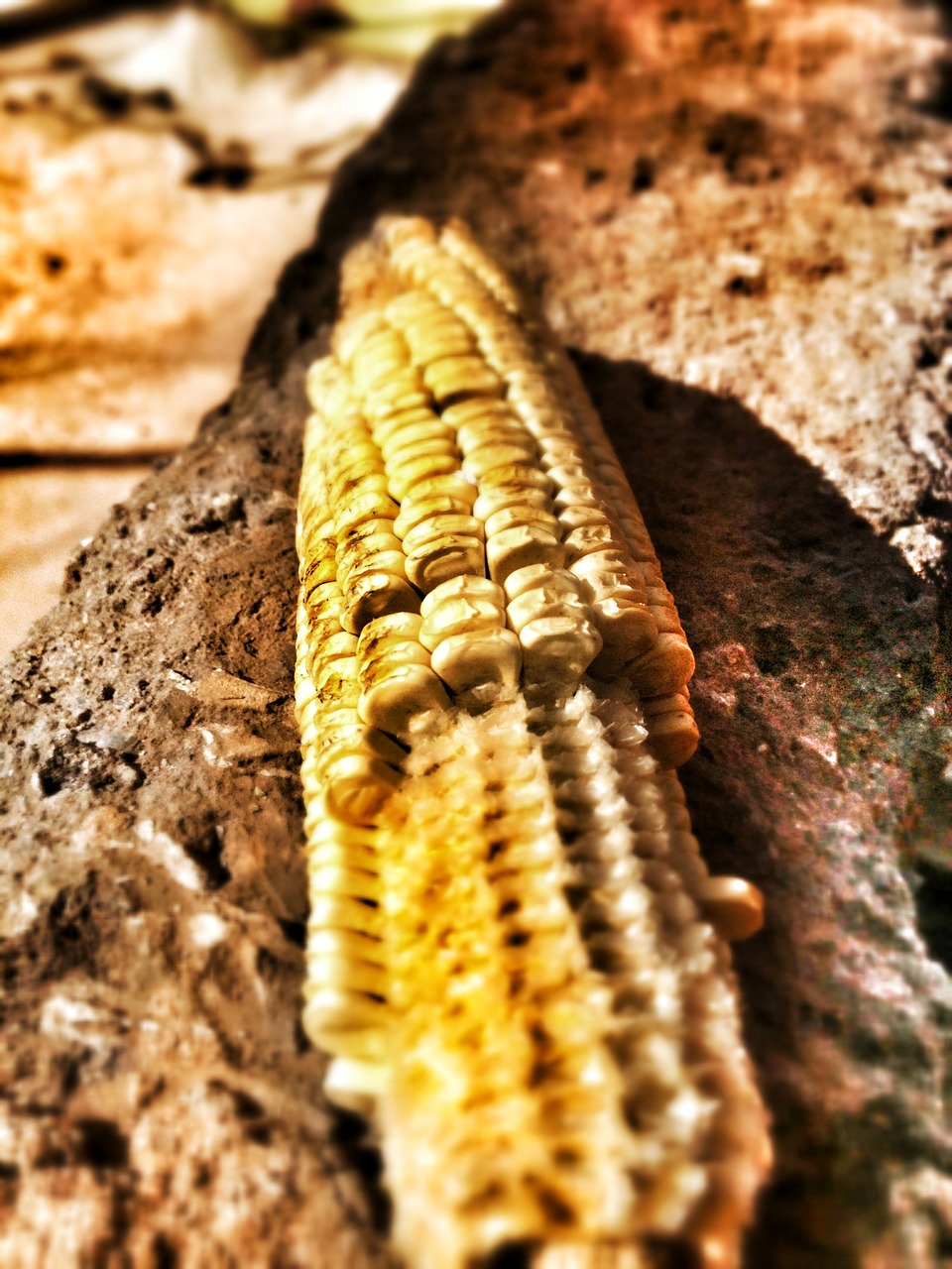 maize corn dry free photo