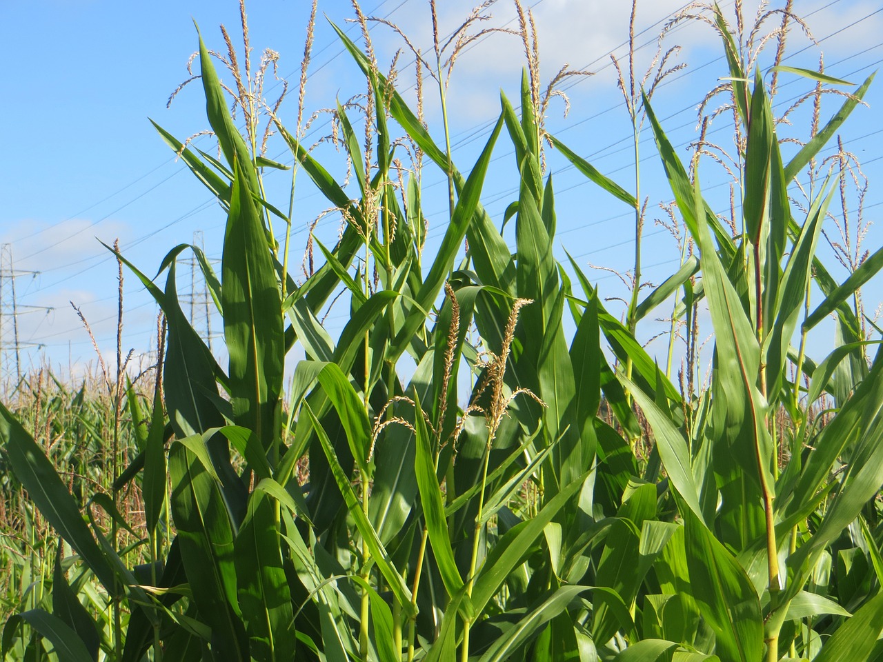 maize corn sky free photo