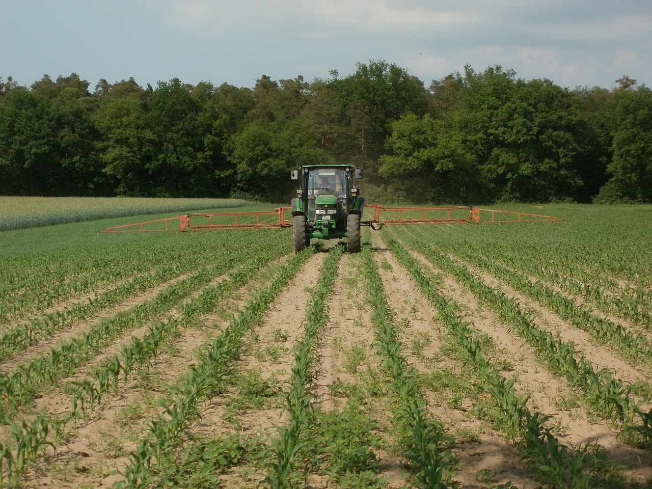 maize corn field free photo