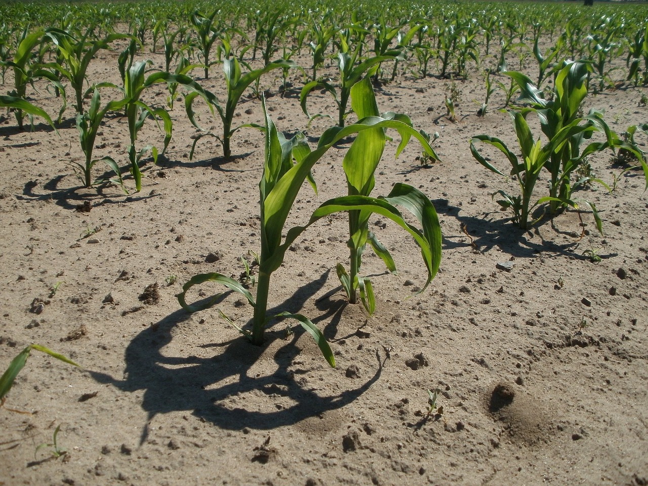 maize corn field free photo