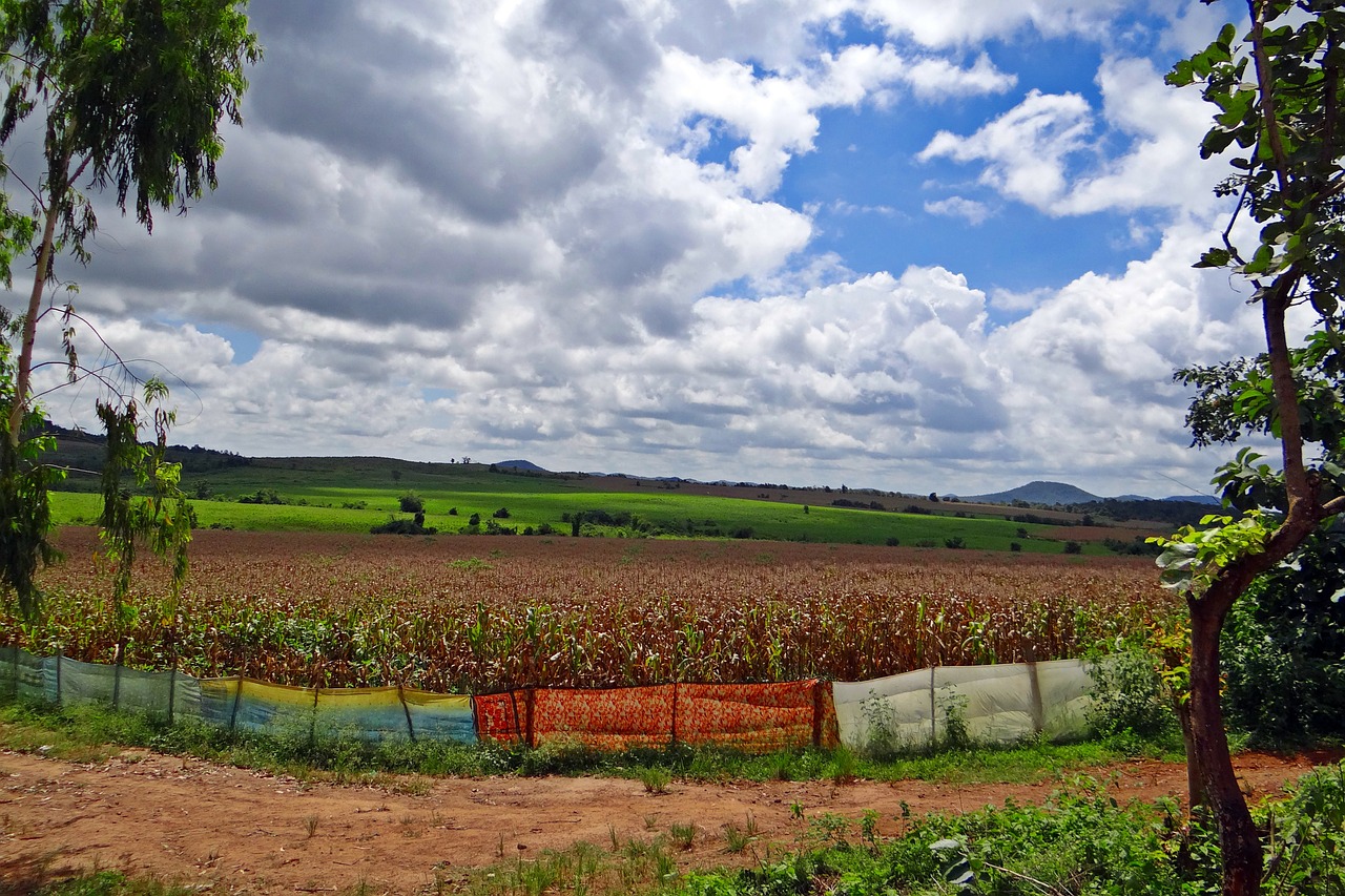 maize cultivation harvest-ready stratocumulus-clouds free photo