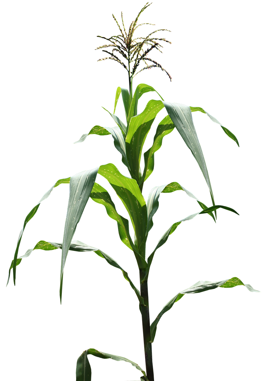 maize field corn field free photo