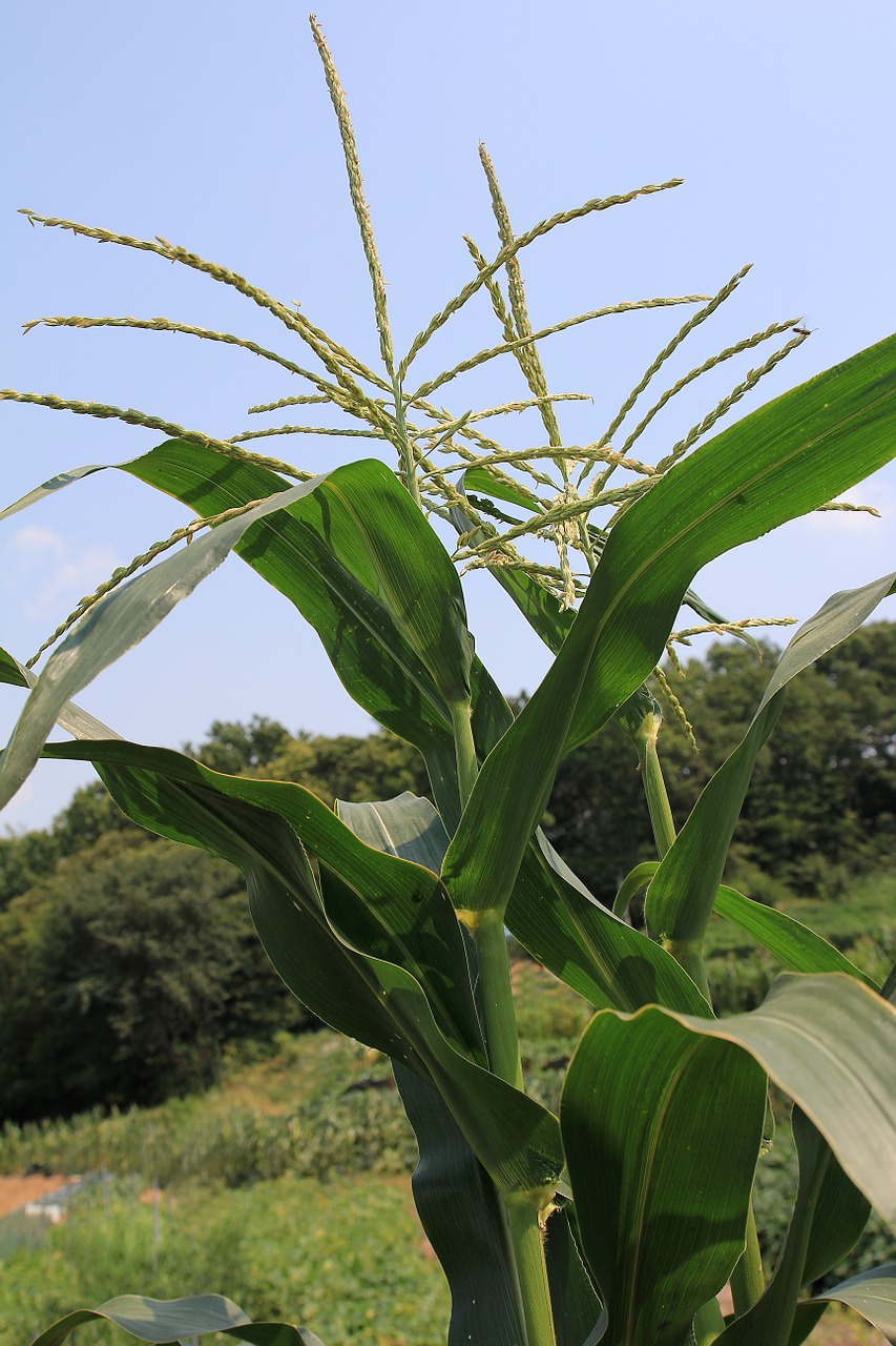 maize tassels tassel male flower free photo