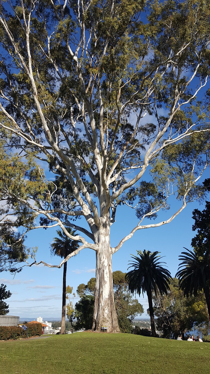 majestic eucalyptus park free photo