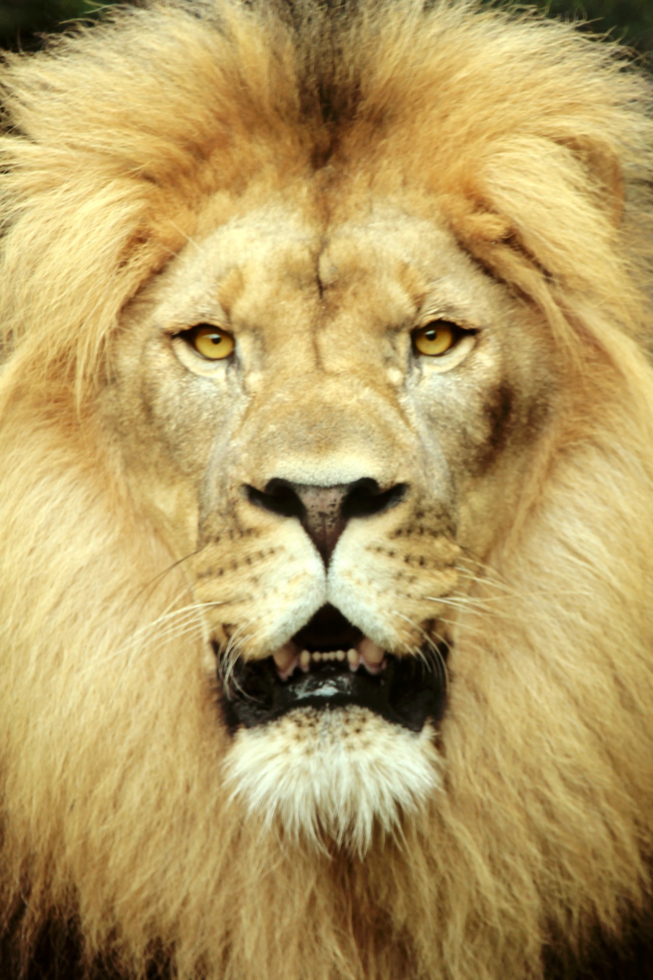 lion big cat majestic free photo