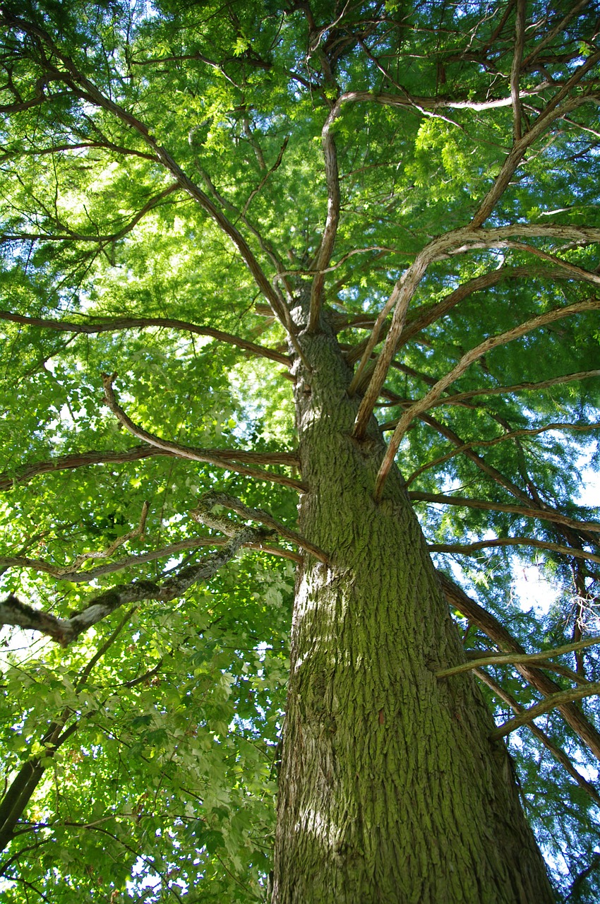 majestic tree nature spring free photo