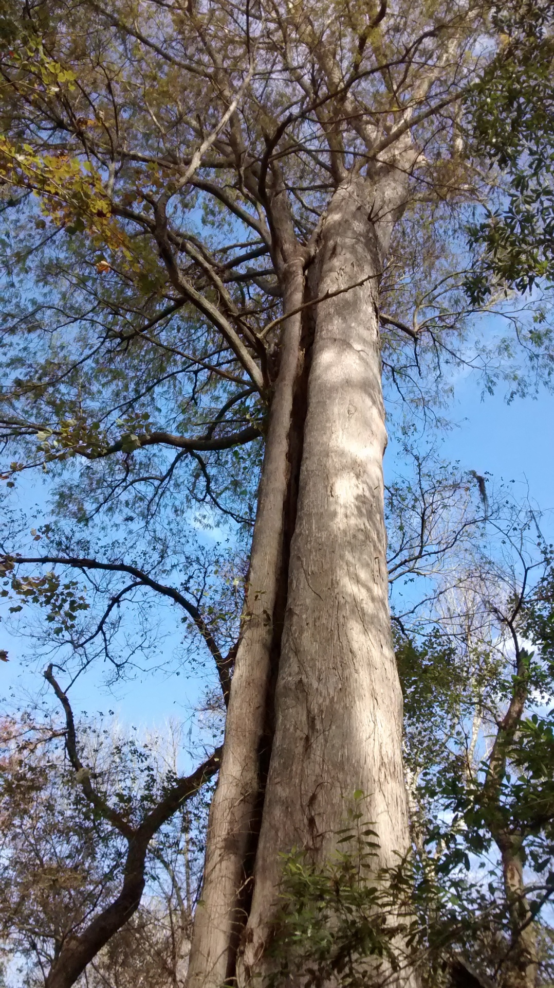 tree nature cypress tree free photo