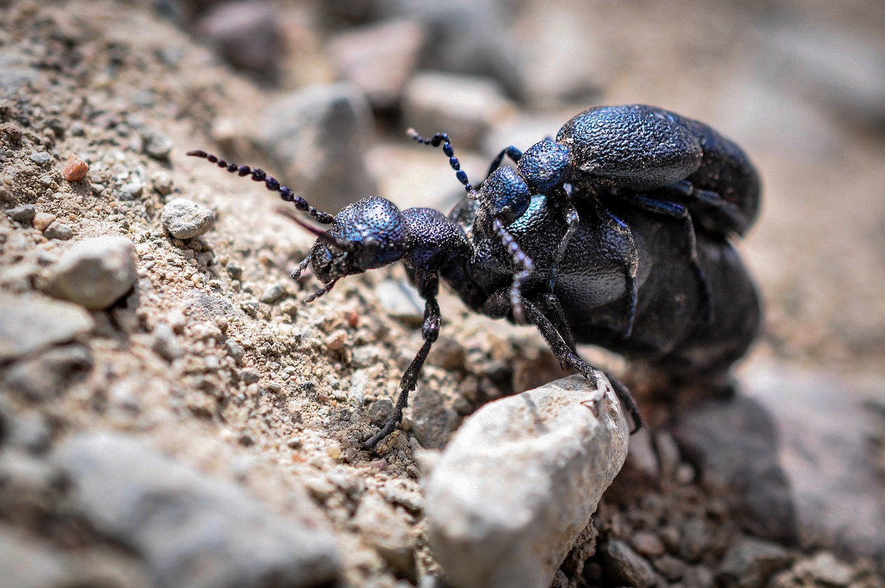 majka general macro beetle free photo