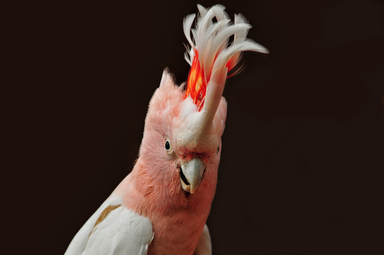 major mitchell's cockatoo parrot ara free photo