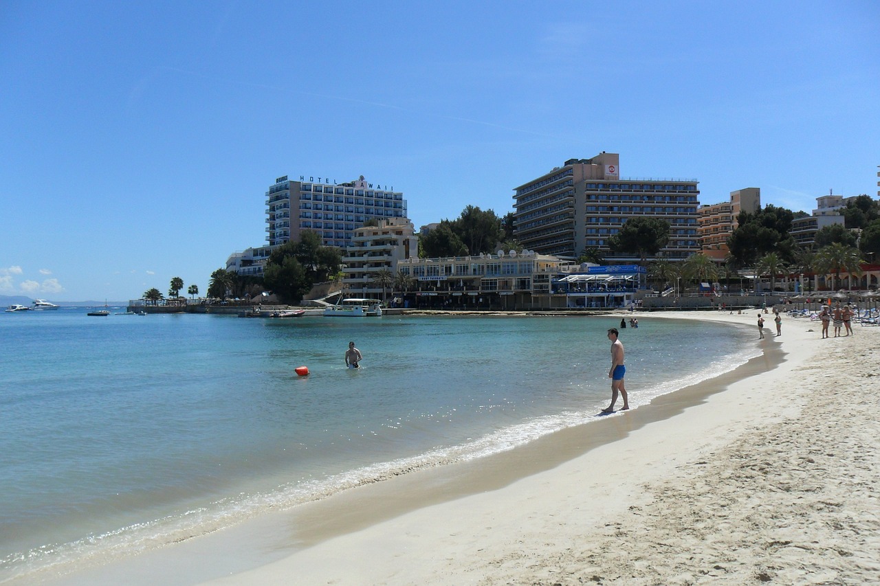 majorca palm trees palma free photo