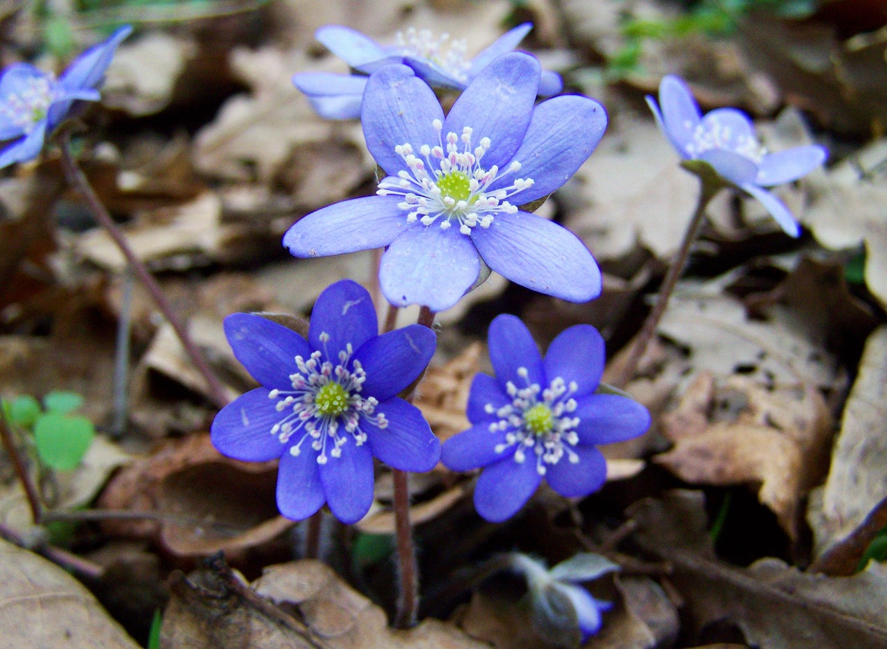 májvirág forest flower blue free photo