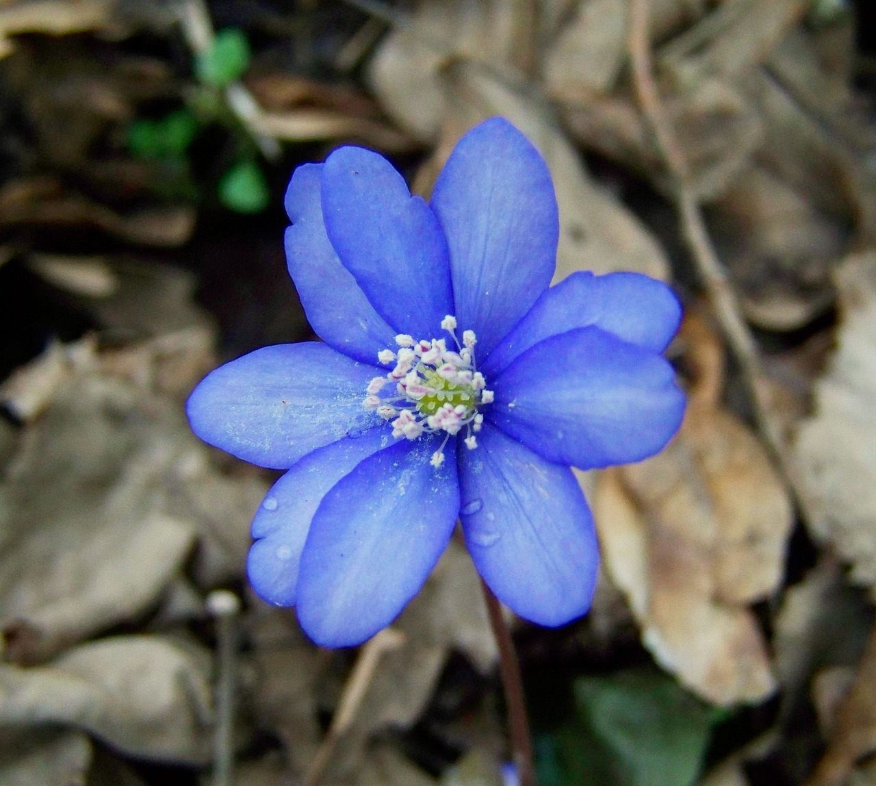 májvirág forest flower blue free photo