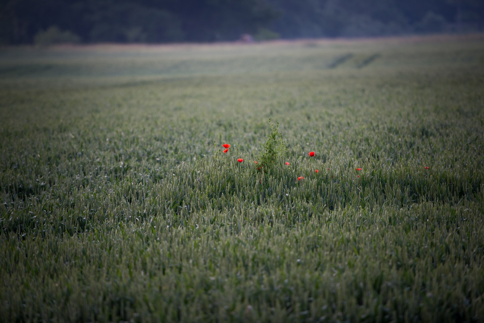 Field poppy,field,grain,green,nature - free image from needpix.com