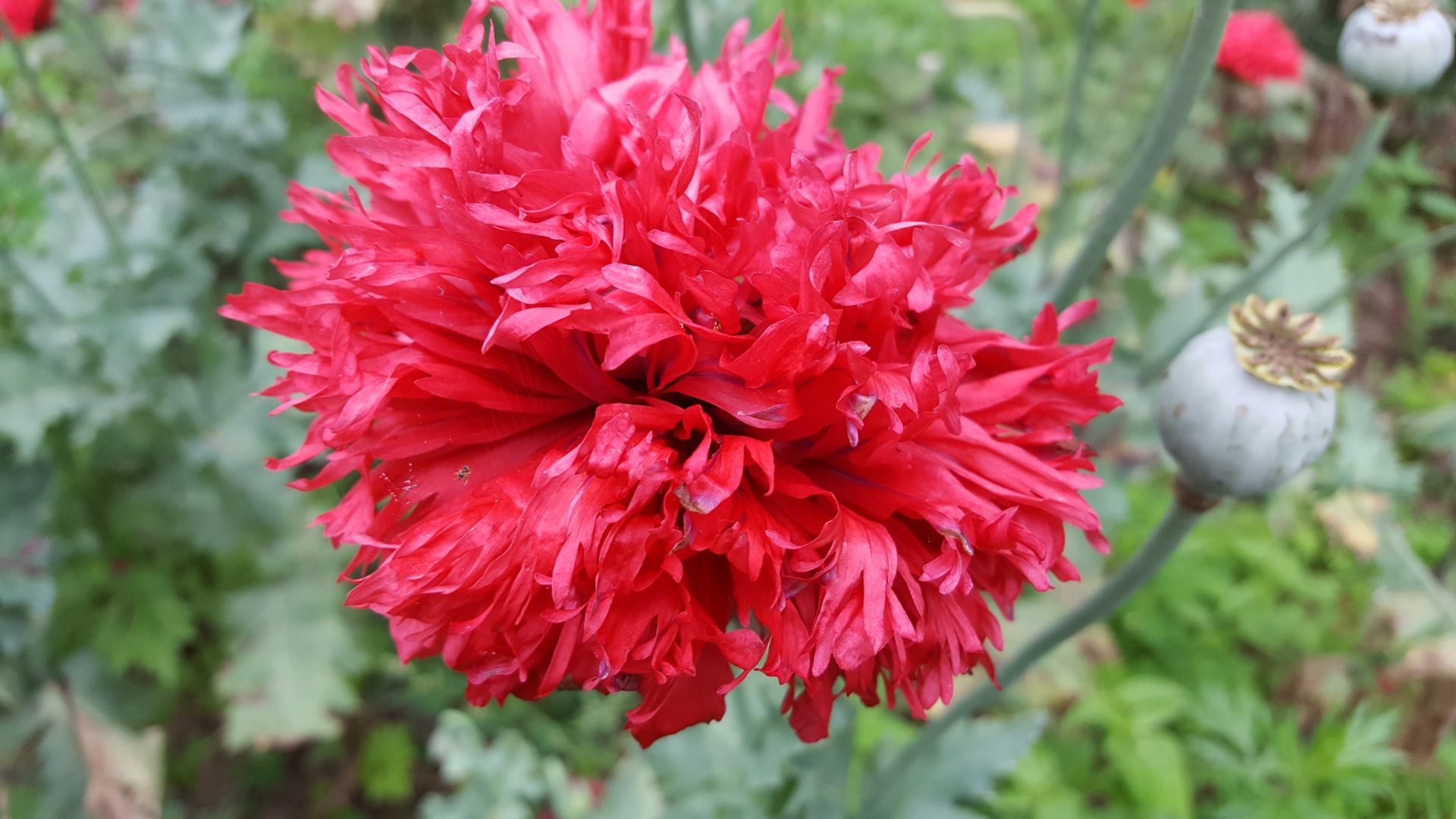 poppy red flower free photo