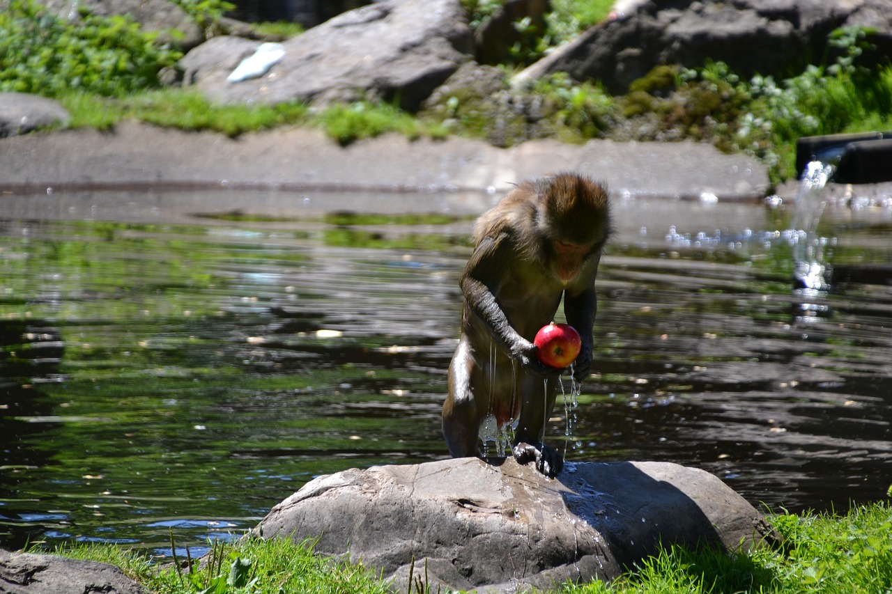 makake monkey wet free photo