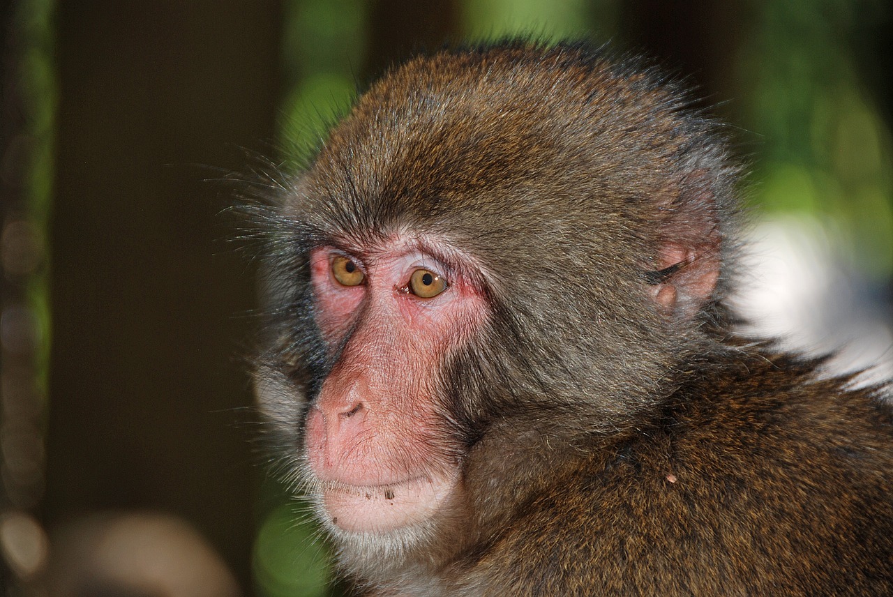 makake monkey wildlife photography free photo