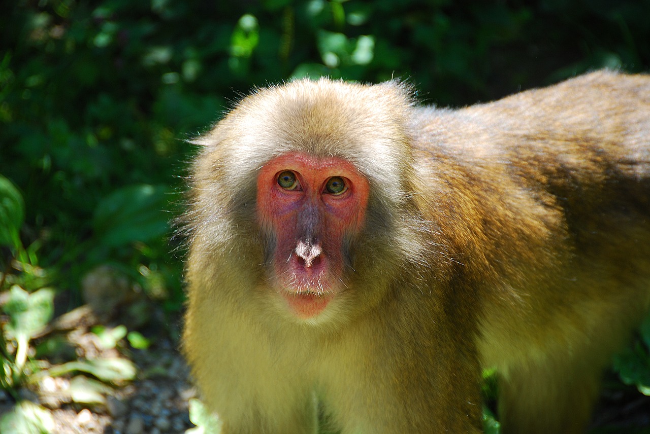 makake monkey wildlife photography free photo