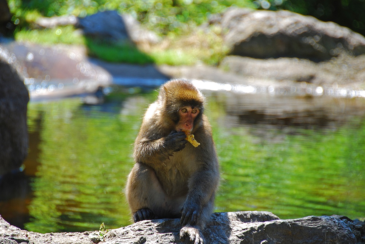 makake monkey wildlife photography free photo