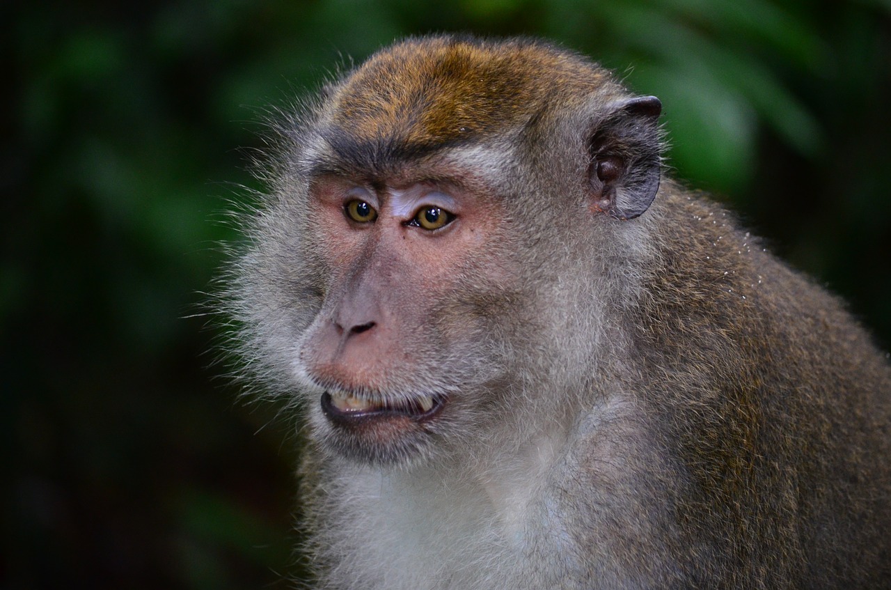 makake macaque monkey free photo
