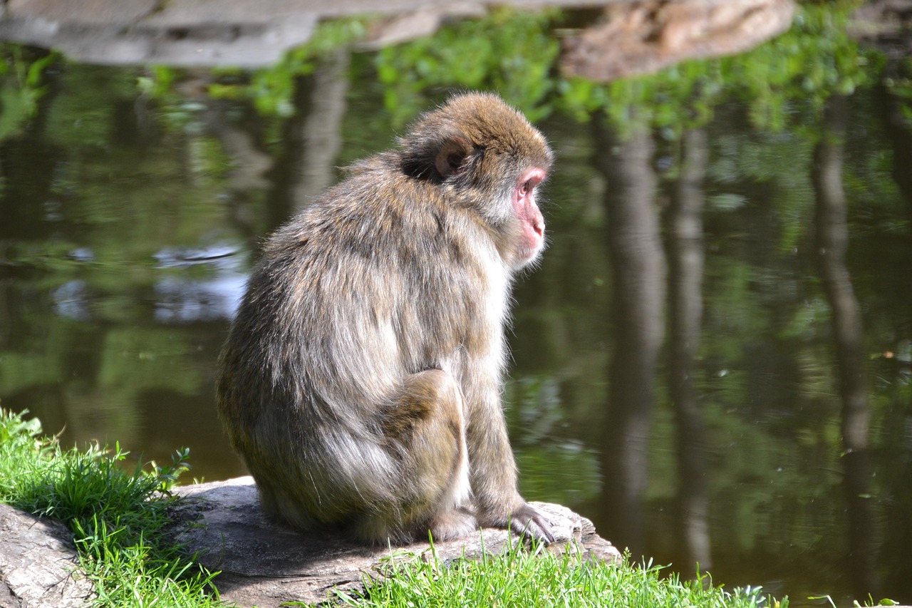 makake  monkey  primate free photo